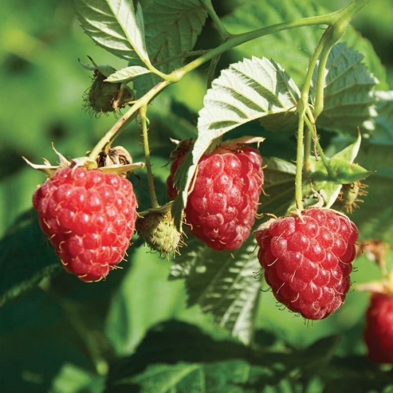 XOLDA Raspberry fruit Seed  (20 per packet)