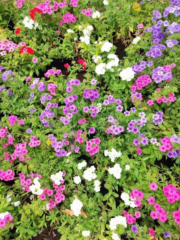 Paudha Diantnus Flower Seed  (36 per packet)