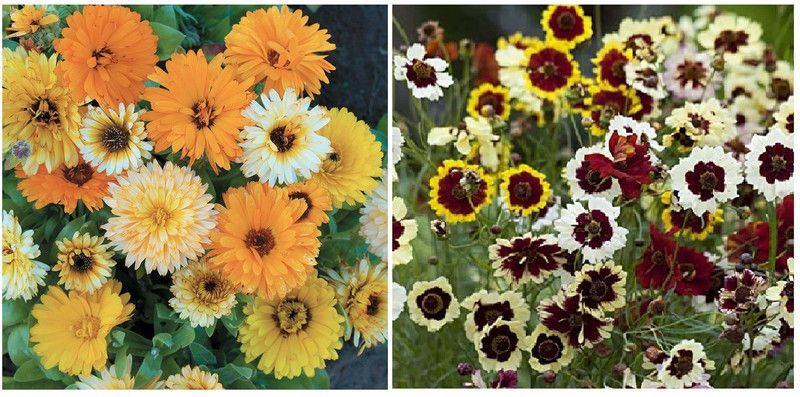 STOREFLIX flower combo Seed  (100 per packet)