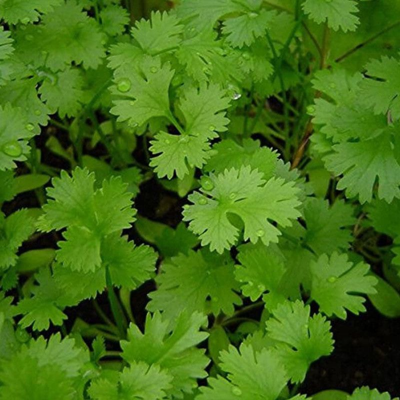 Paudha Coriander (kothmir) Seed  (31 per packet)