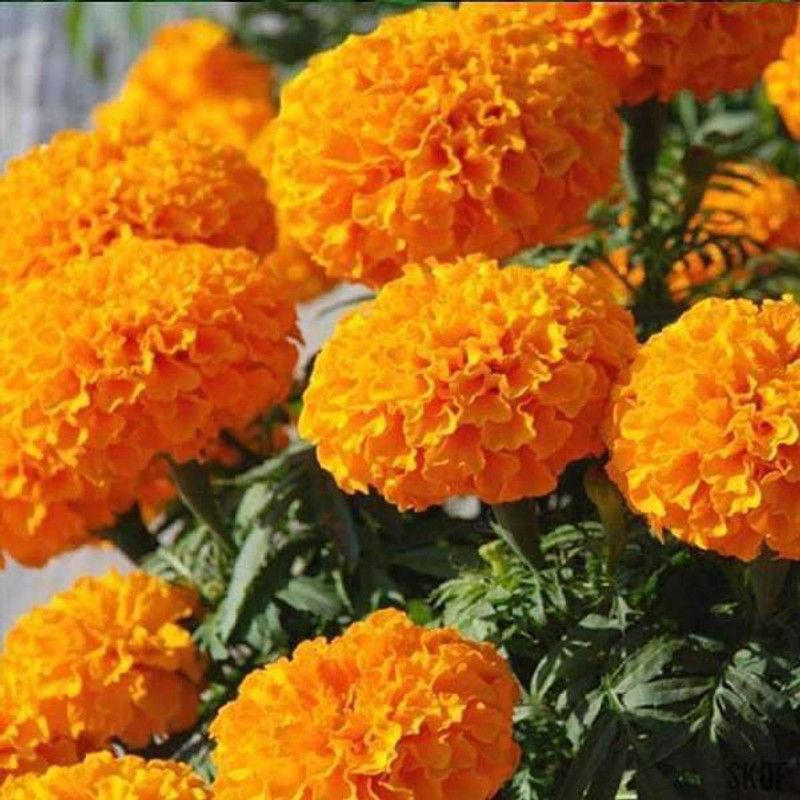 Paudha Marigold Inca Orange Seed  (10 per packet)