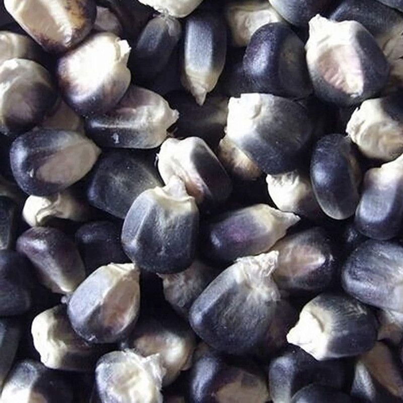 CYBEXIS F1 Hybrid Mix Color Corn Seeds500 Seeds Seed  (500 per packet)