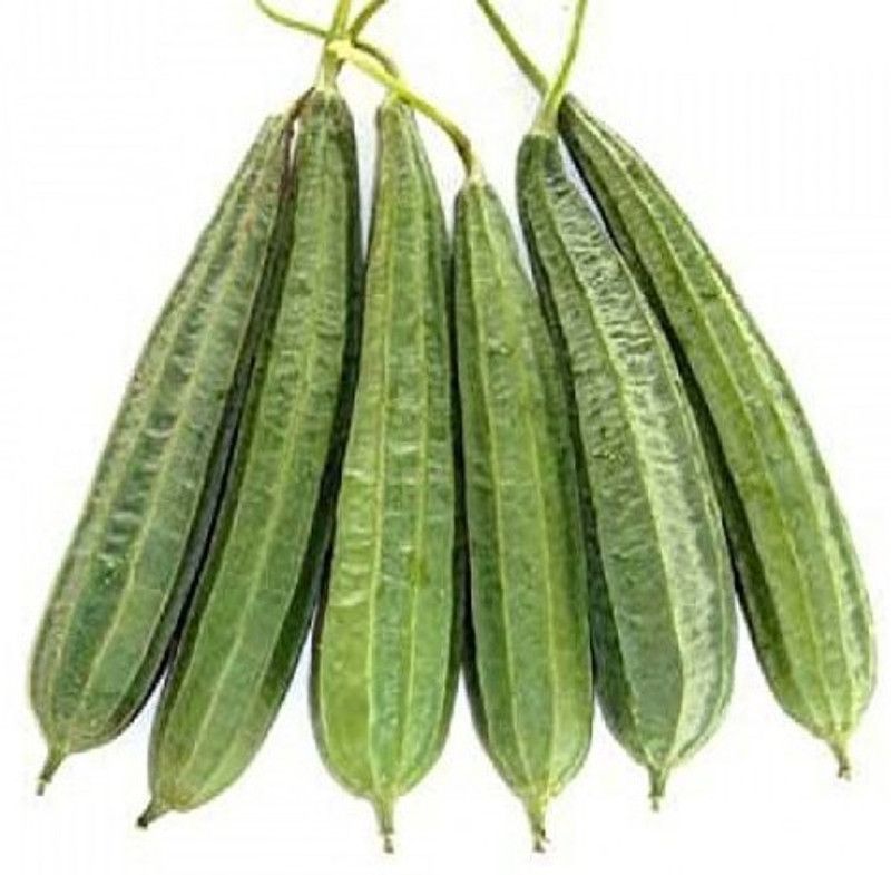 Splorias Ridge Gourd Seed  (45 per packet)
