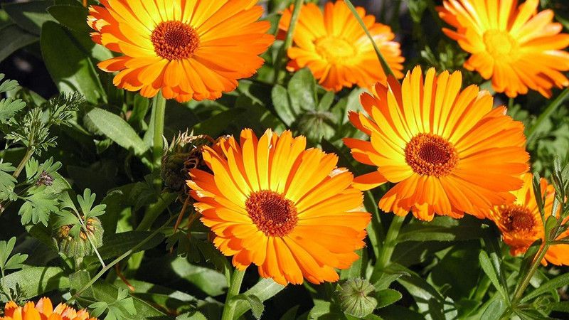 KANAYA Yellow Organic Calendula Flower Seed  (78 per packet)
