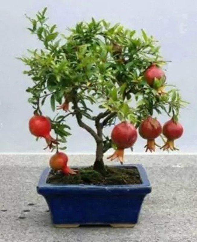 Chalisa Pomegranate, Anaar Seed  (14 per packet)