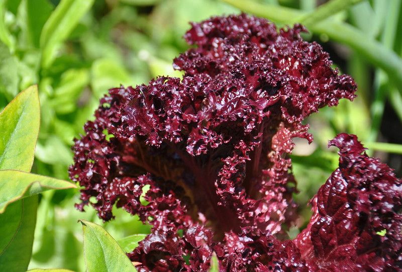 Mozette Organic red lettuce Seed  (26 per packet)