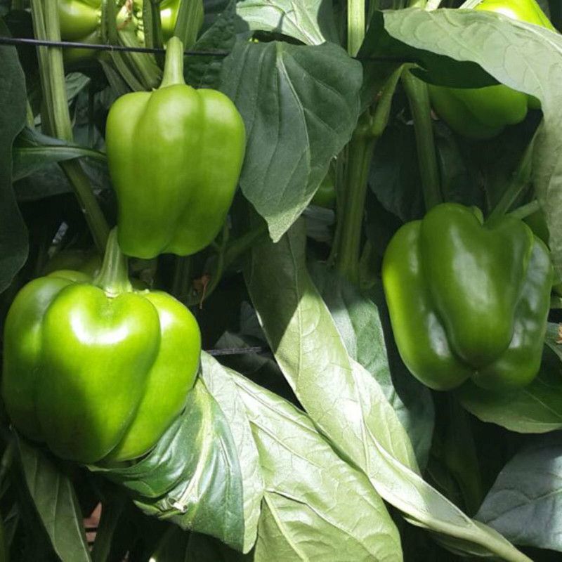 PMB Organic capsicum Seed  (28 per packet)