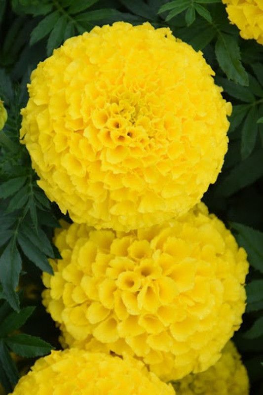 Paudha MariGold yellow Flower Seed  (15 per packet)
