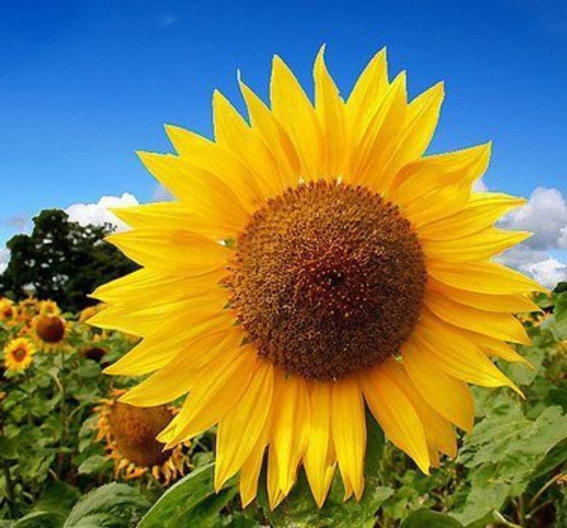 KANAYA Sunflower Hybrid Flower Seed  (180 per packet)