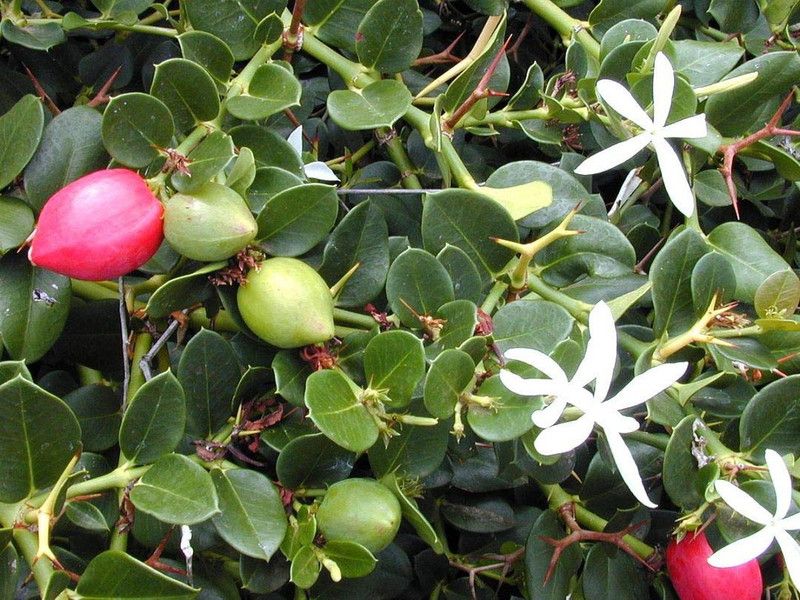 EVY Karonda Plant  (Hybrid, Pack of 1)