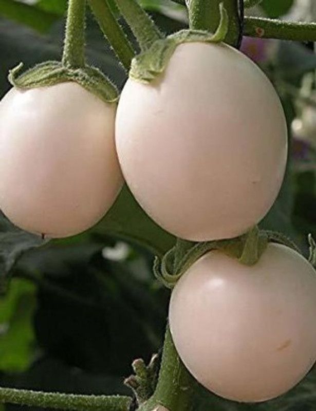 Mozette White Brinjal Seed  (39 per packet)