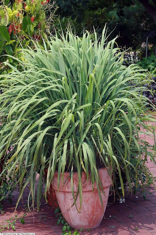 JR GLOBLE Lemon Grass Plant  (Hybrid, Pack of 1)