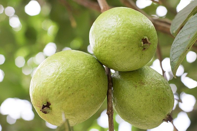 Angel Guava Plant  (Hybrid, Pack of 1)