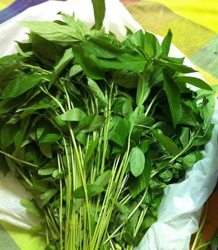WILLVINE Molokhia Seed  (500 per packet)