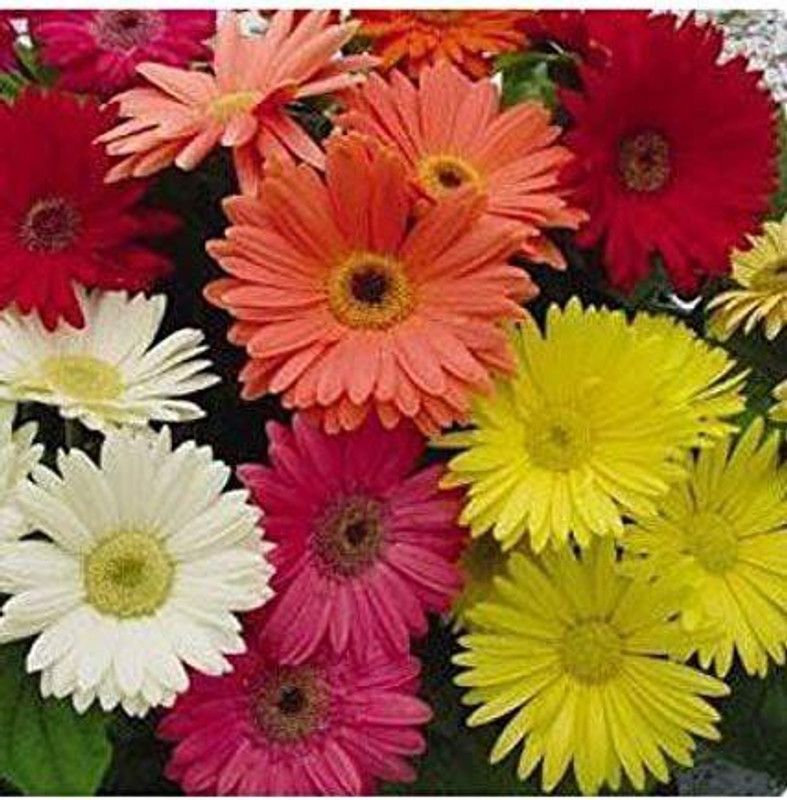 Nodoc Daisy mix flower Seed  (50 per packet)