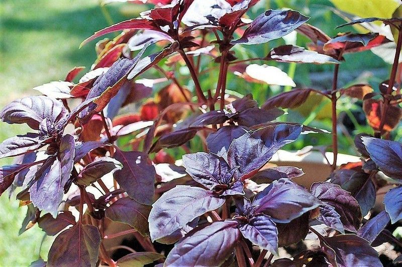 WILLVINE LX-13 Basil Red Ruby Seeds Seed  (2000 per packet)