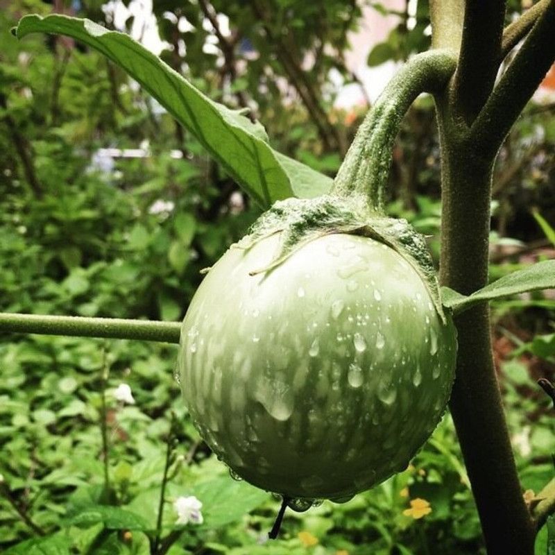 Greenly Brinjal Green Seed  (56 per packet)