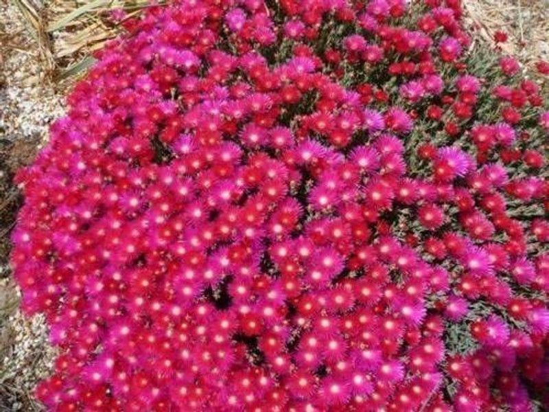 CYBEXIS Delosperma Carmine Red/Ice Plant Ground Cover Perennial Flower Seeds Seed  (1 g)