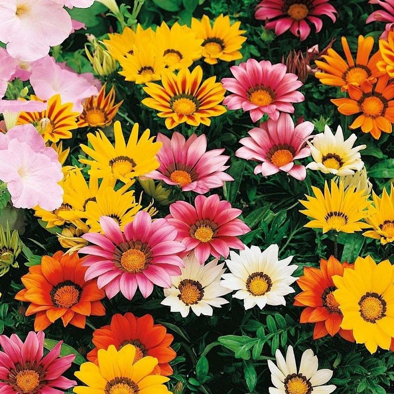 Mozette Gazania Seed  (40 per packet)