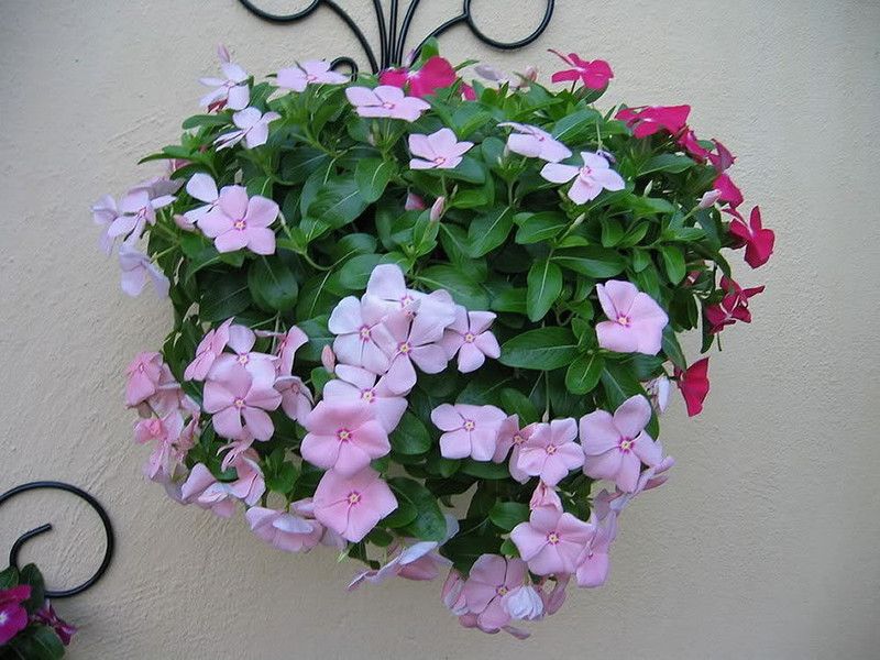CYBEXIS Flowering Plants Seeds Ornamental Vinca Seed  (1 g)
