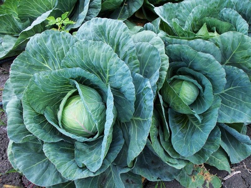 Mozette Cabbage Vegetable Seed  (48 per packet)