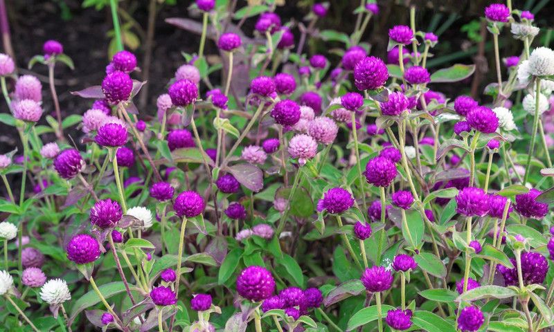 Mozette Gomphrena Flower Seed  (37 per packet)