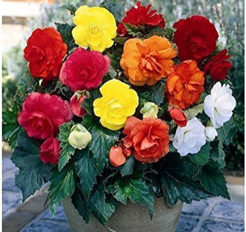 CYBEXIS Begonia Large-Flowered Mix - Organic Seed  (1 g)