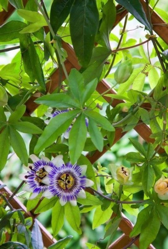 AP perceive india Passion Plant  (Hybrid, Pack of 1)