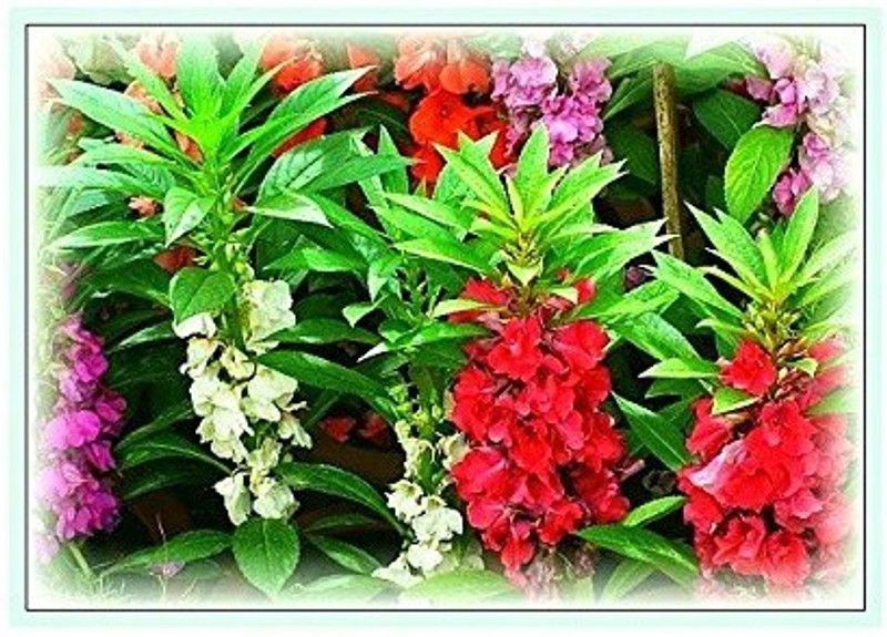 CYBEXIS Balsam Rose (Gulab) Flower - Hybrid Seeds Seed  (1 g)