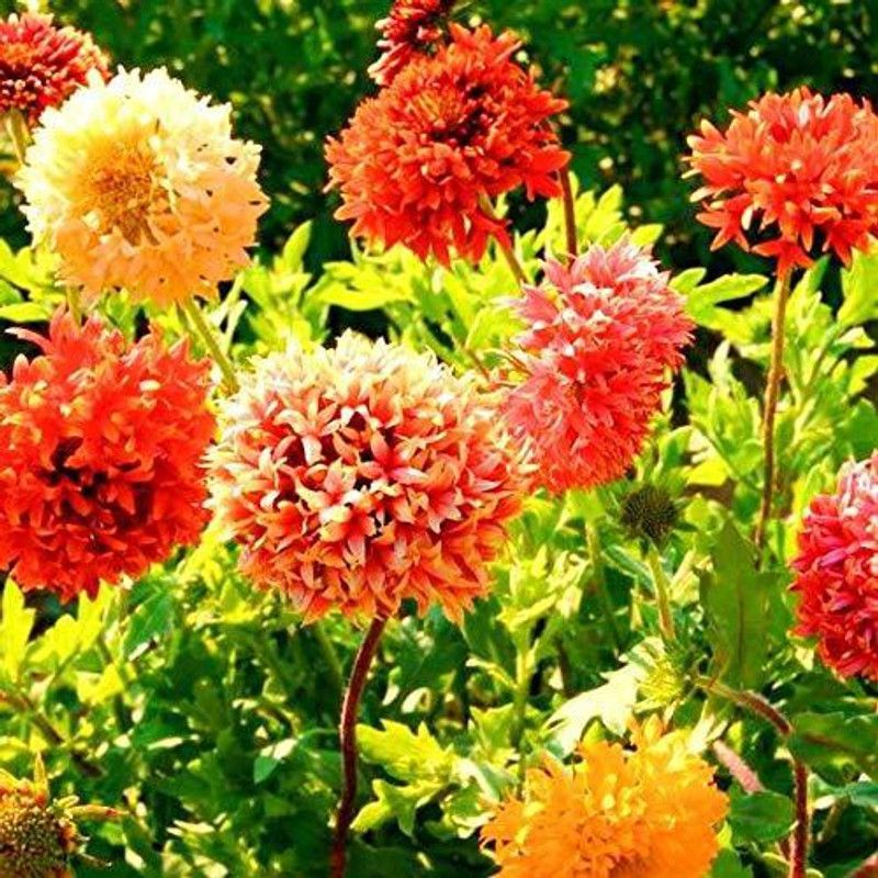 CYBEXIS Gaillardia Double Beautiful Flower Seeds In Different Colors F1 Hybrid Seed  (1 g)