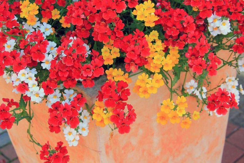 CYBEXIS Nemesia 'Carnival Mix' Seed  (50 per packet)