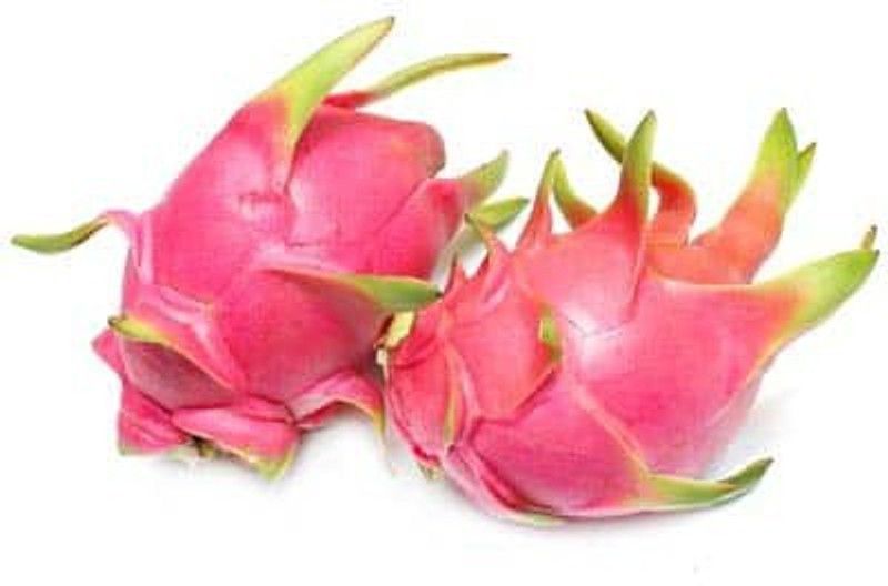 XOLDA Dragon Fruit Seed  (40 per packet)