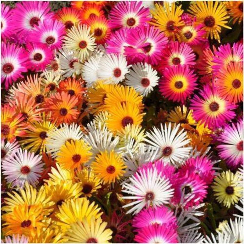 CYBEXIS Garden Ice Plant Seeds Seed  (50 per packet)