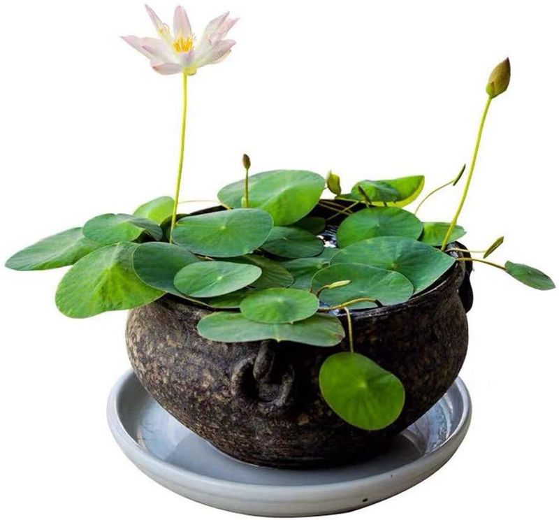 VibeX ® LXI-9 Plant Pots Bonsai Lotus Seeds Water Lily Seed  (18 per packet)