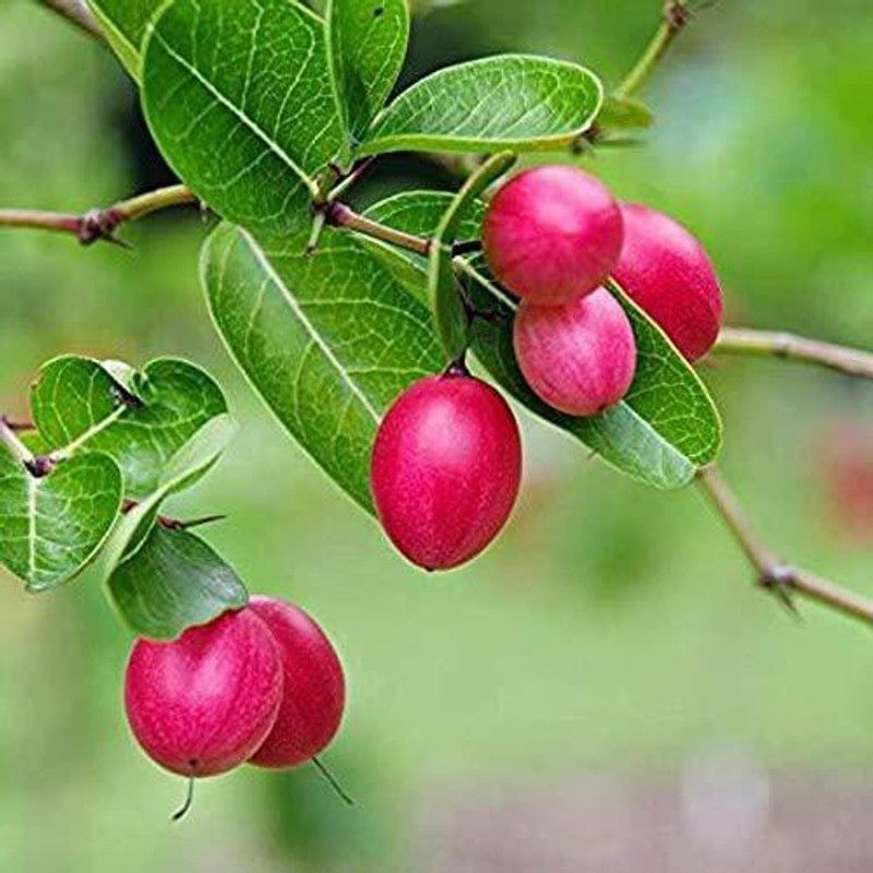 Platone Cherry Fruit Plant  (Hybrid, Pack of 1)