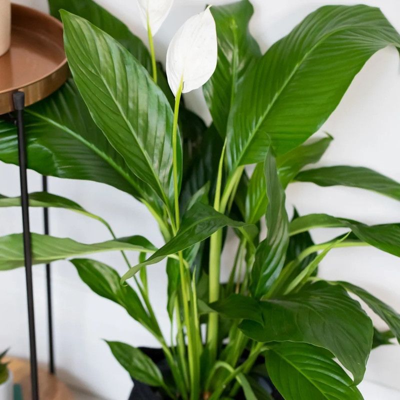 EliteGreen Peace Lily Plant  (Hybrid, Pack of 1)