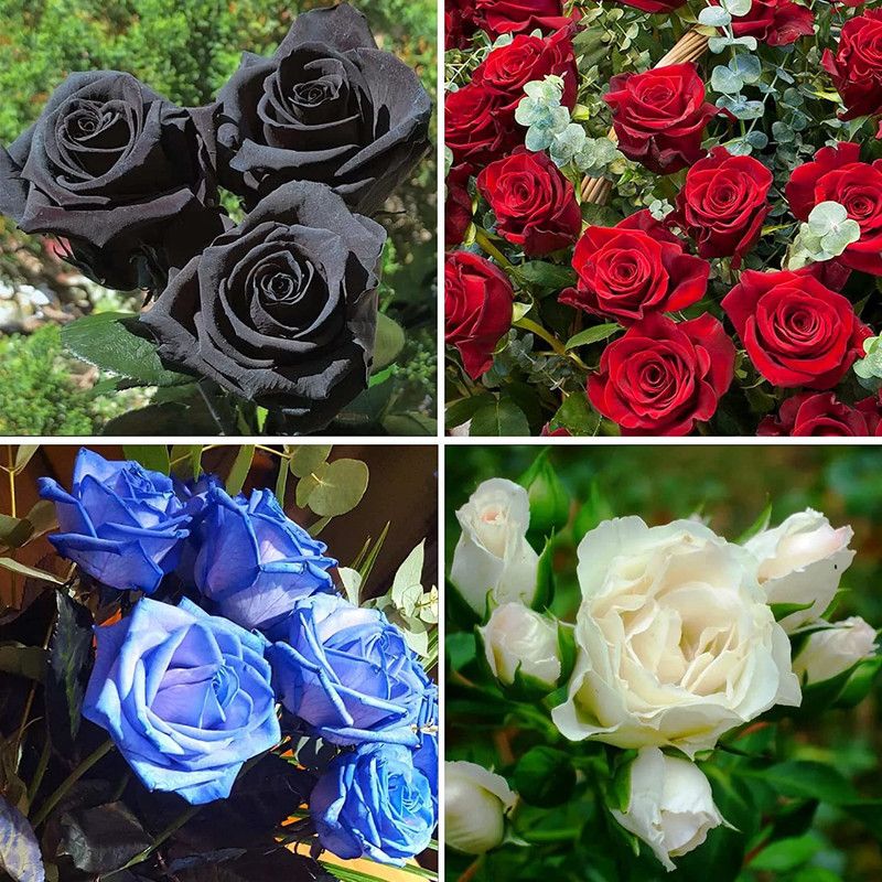 VibeX VMR-130 Rare Rose Flower Seeds Seed  (50 per packet)
