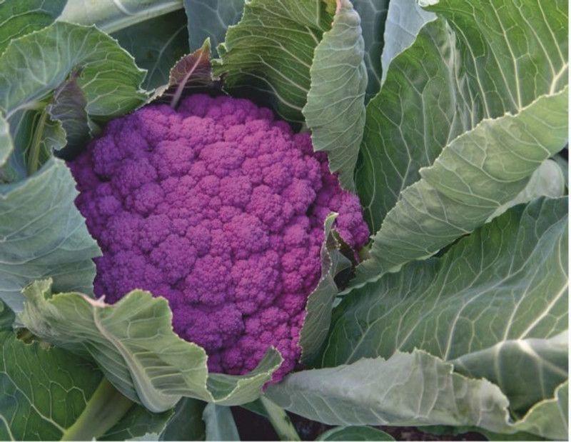 XOLDA Cauli Flower Seed  (20 per packet)