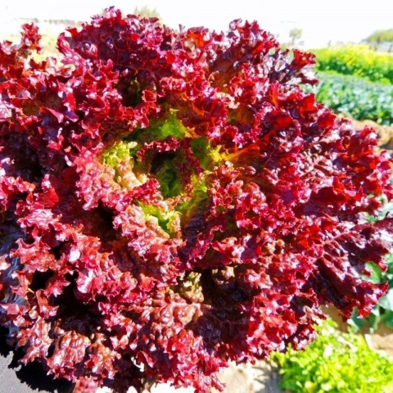 Xesas Lettuce lollo rosso Seed  (30 per packet)