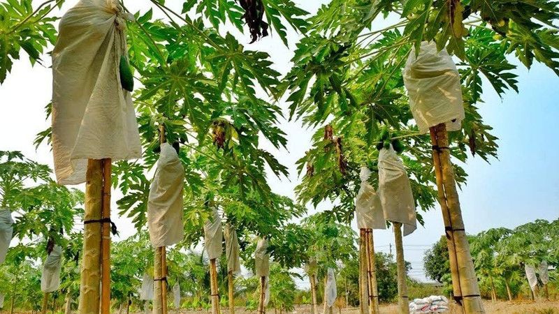 WILLVINE Organic Fruit Seeds Plant (Non GMO) Giant Papaya Tree Seeds Seed  (100 per packet)