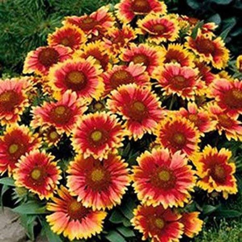 Hariyali Seeds Gaillardia blanket flower Seed  (80 per packet)