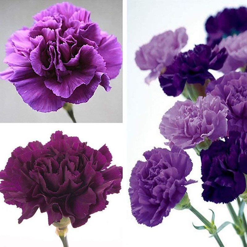 CYBEXIS Purple Carnation Dianthus Caryophyllus Flower Seeds Seed  (1 g)