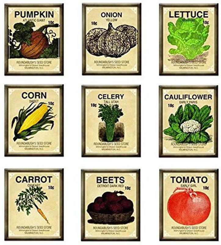 VibeX Combo pack of 9 !! Pumpkin, onion, lettuce mixed,sweet corn, celery tall utah, cauliflower , carrot , beet, tomato cherry Seed  (315 per packet)