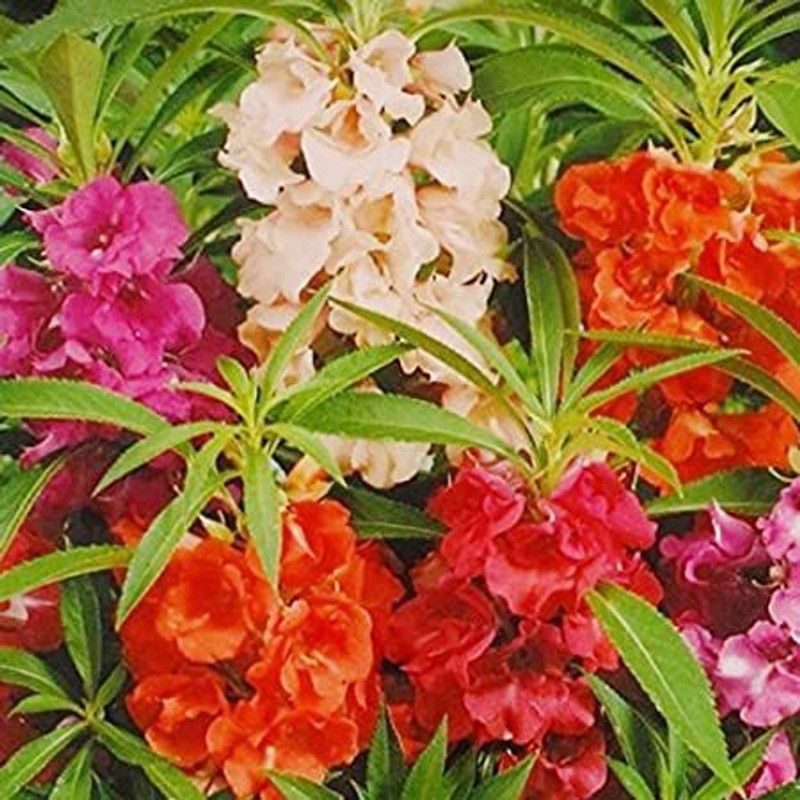 XOVO Exotic Balsam Mix Flower Seed  (10 per packet)
