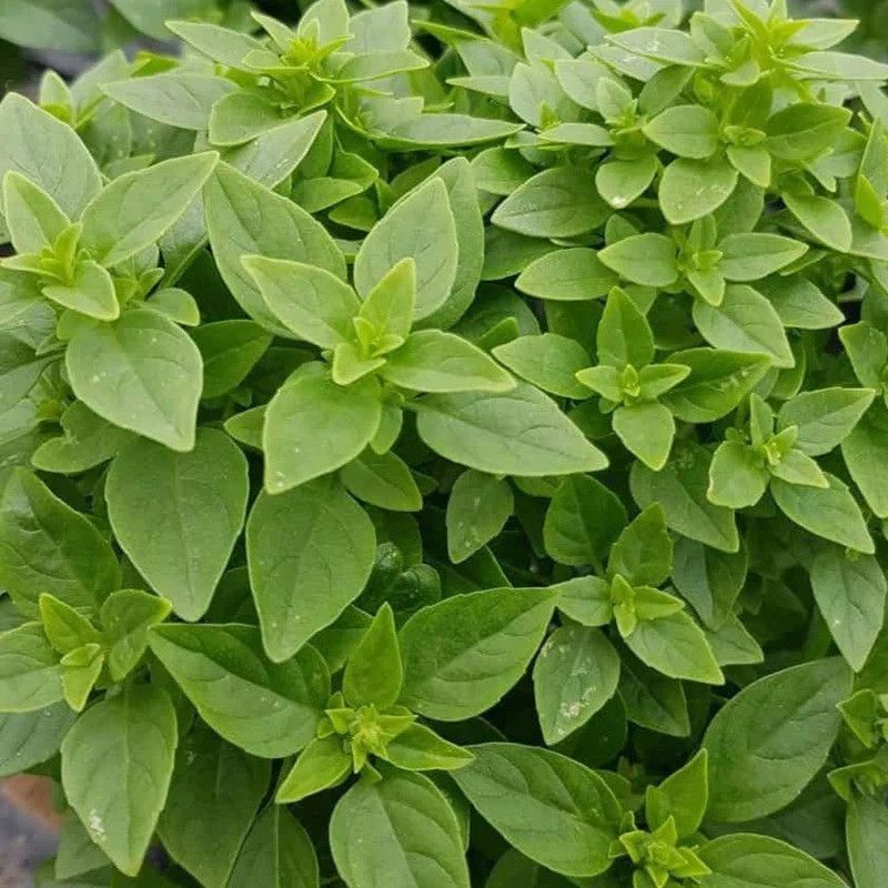 VibeX ® LXI-20 Greek Dwarf Basil (Ocimum basilicum) Seed  (1000 per packet)