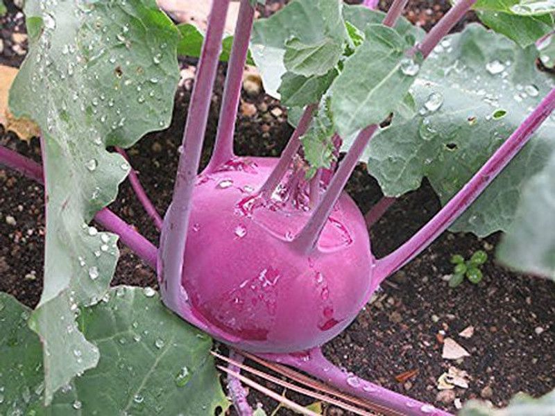 XOLDA Knol- Khol purple Vegetable Seed  (35 per packet)