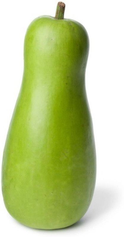 UGRA Rama Bottle gourd Seeds Seed  (100 per packet)