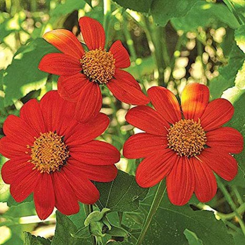 XOLDA Tithonia flower Seed  (11 per packet)