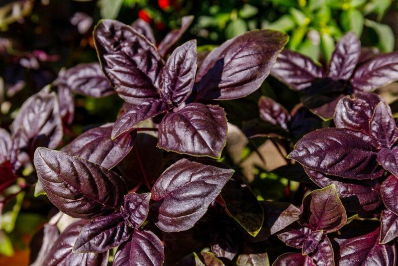XOLDA Basil purple Seed  (22 per packet)