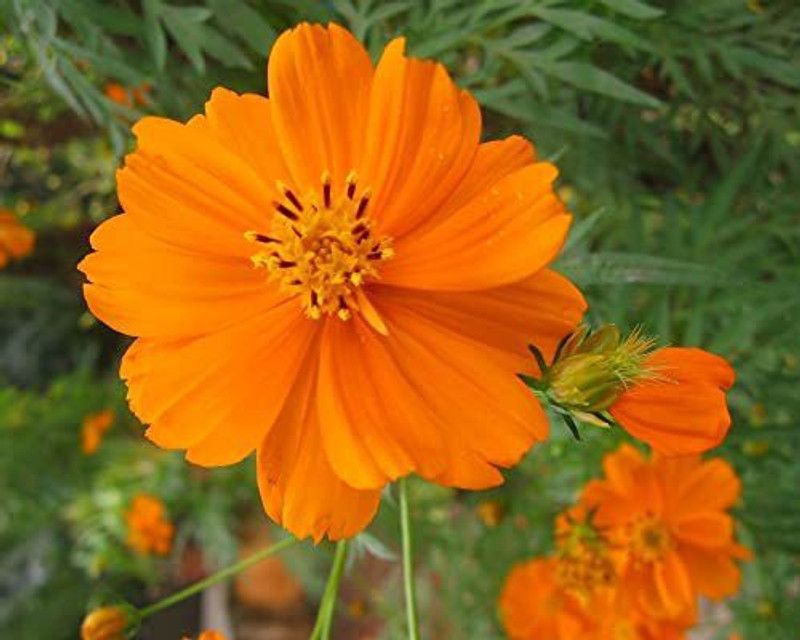KANAYA Cosmos Seed  (65 per packet)